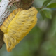 The flannel moth caterpillar’s bright yellow-orange tufts are suggestive of a certain presidential candidate. (Image: Credit: Jeff Cremer)